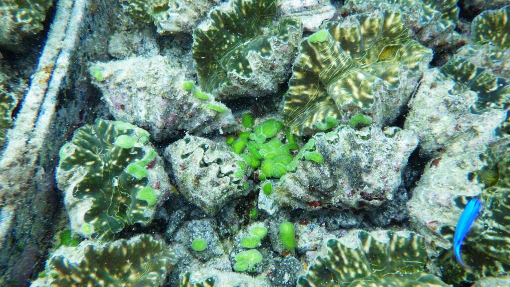 giant clams with bright green mantles and algae