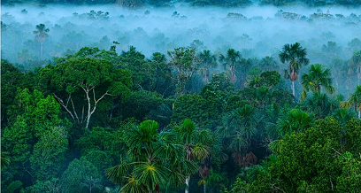 Rainforest Scene