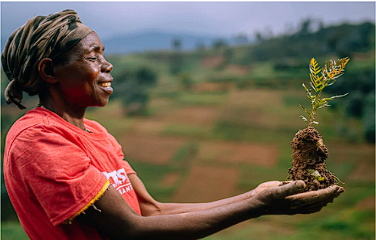 Seedling - One Tree Planted