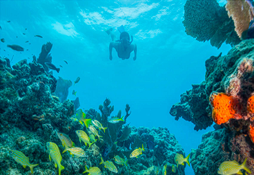 Coral Reef Biodiversity - Coral Ark