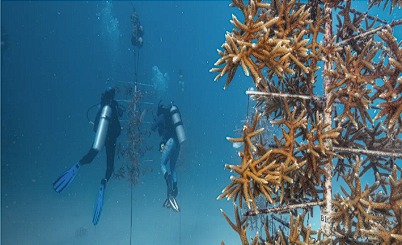 Restoring Coral Reefs - Coral Restoration Foundation