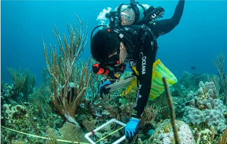 Oceana Divers Observing Corals