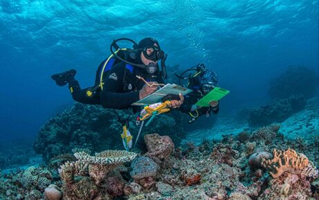 Marine Researchers Observing Reef Health
