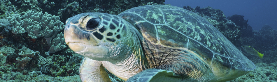 Green Turtle underwater near a coral reef.