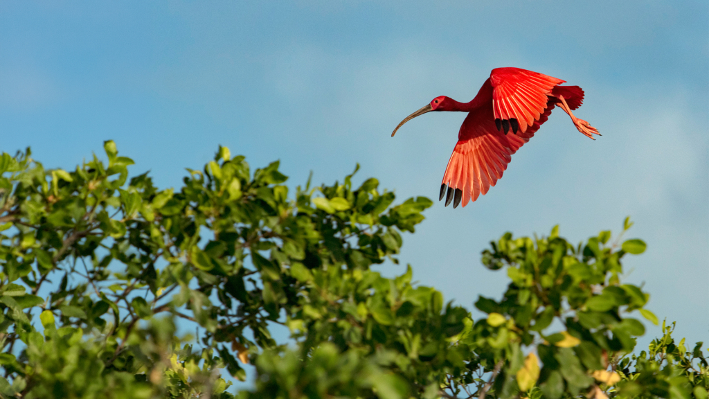 Vibrant red ibis flying above a mangrove.
