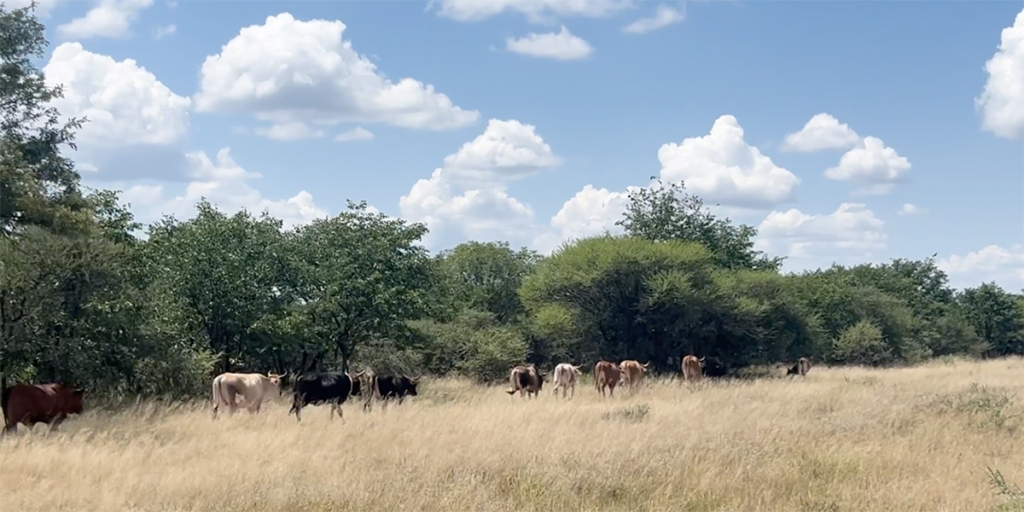 Grazing in Botswana
