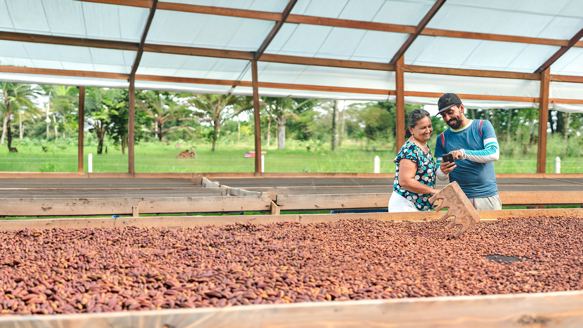In a cacao drying shed, María Silvia Ureña and her son Nicolás carefully stir the beans as they dry in the sun. They glance at a cell phone screen, participating in a digital training session organized by Rare.