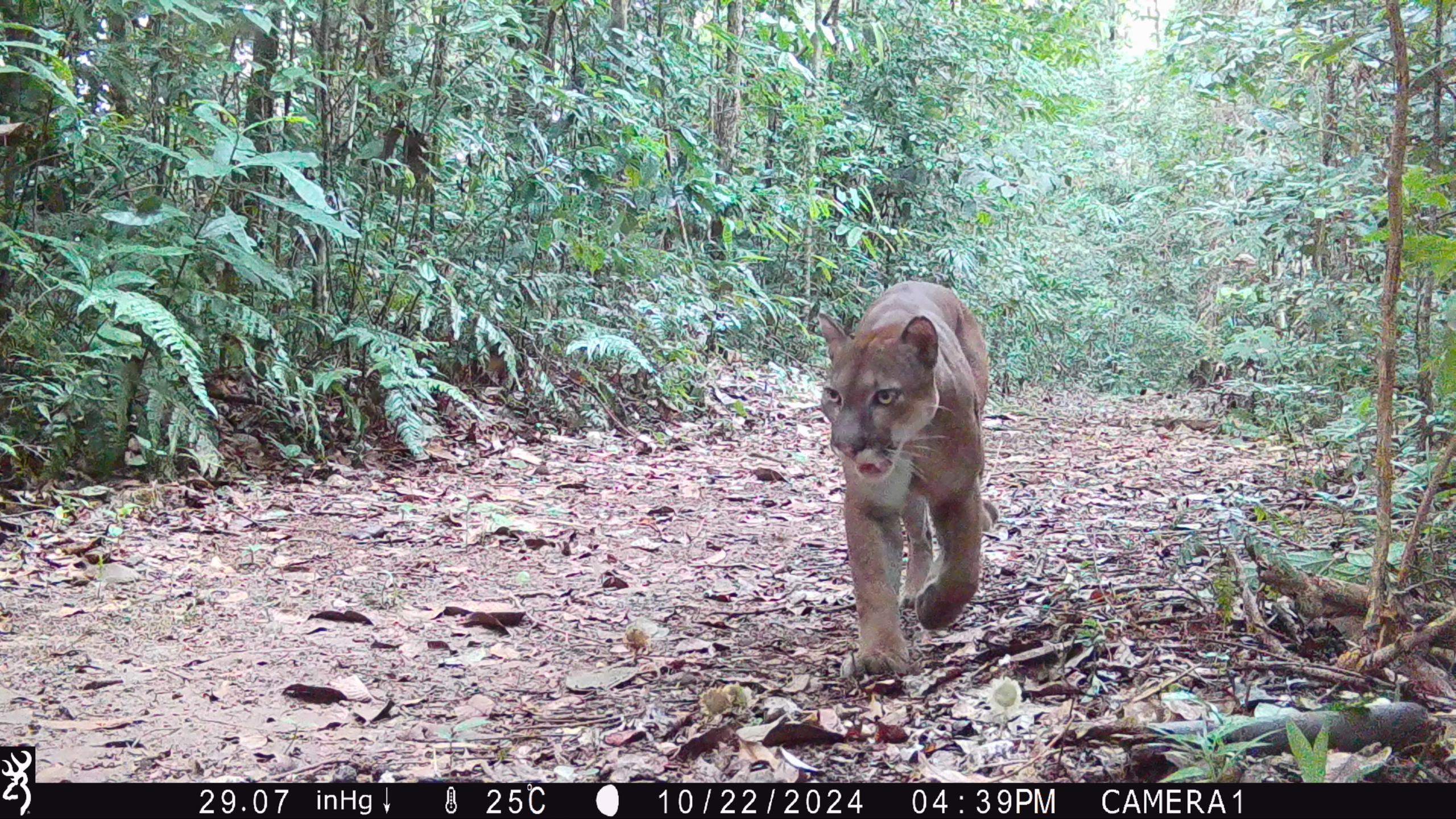 a puma captured on a camera trap walking a trail