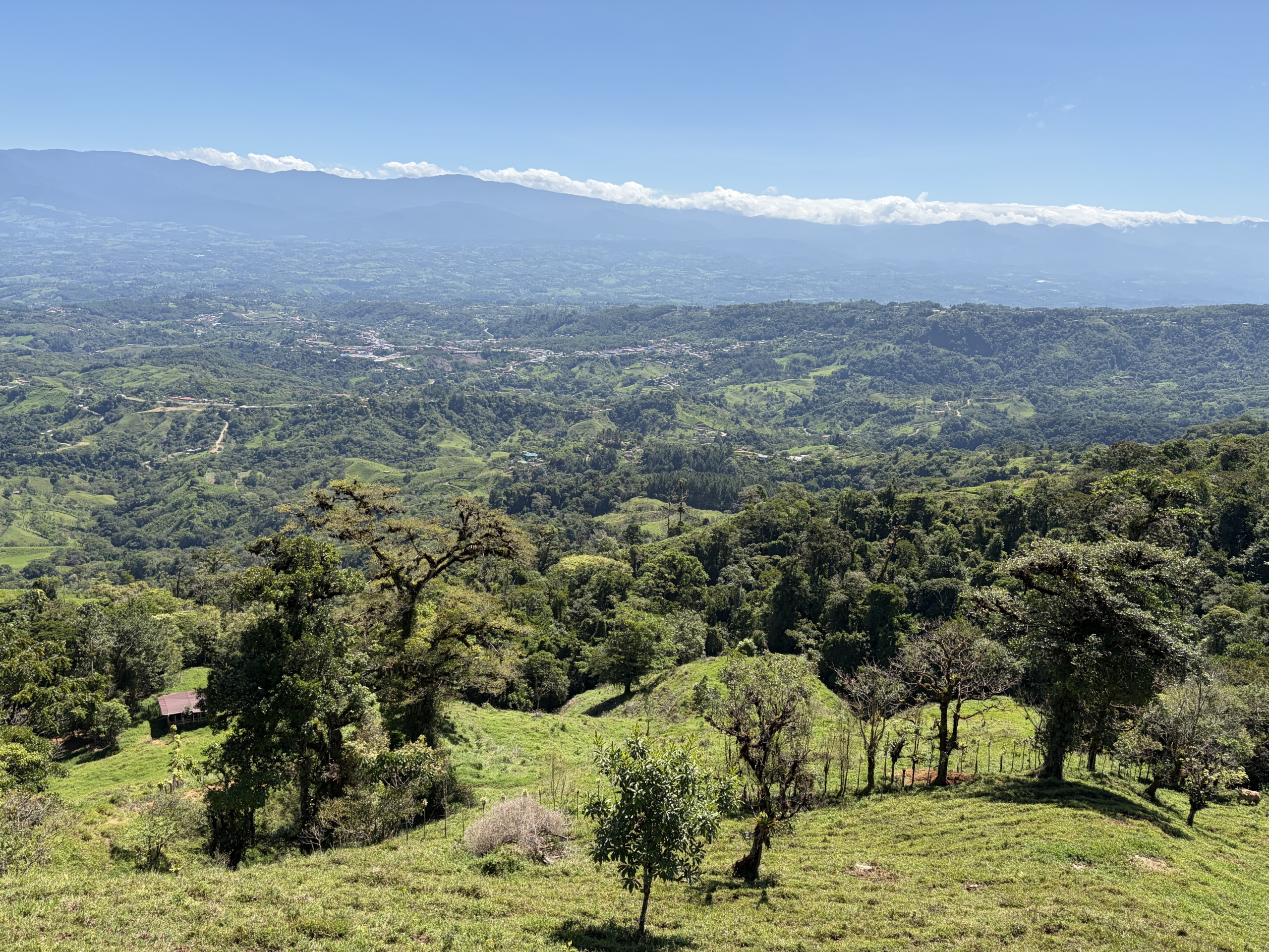 landscape with trees and mountains